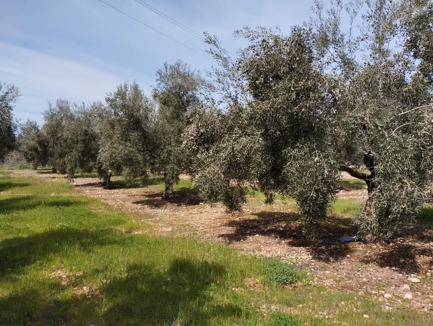 Terreno rustico in vendita a Calle los Yesares, imagen 4