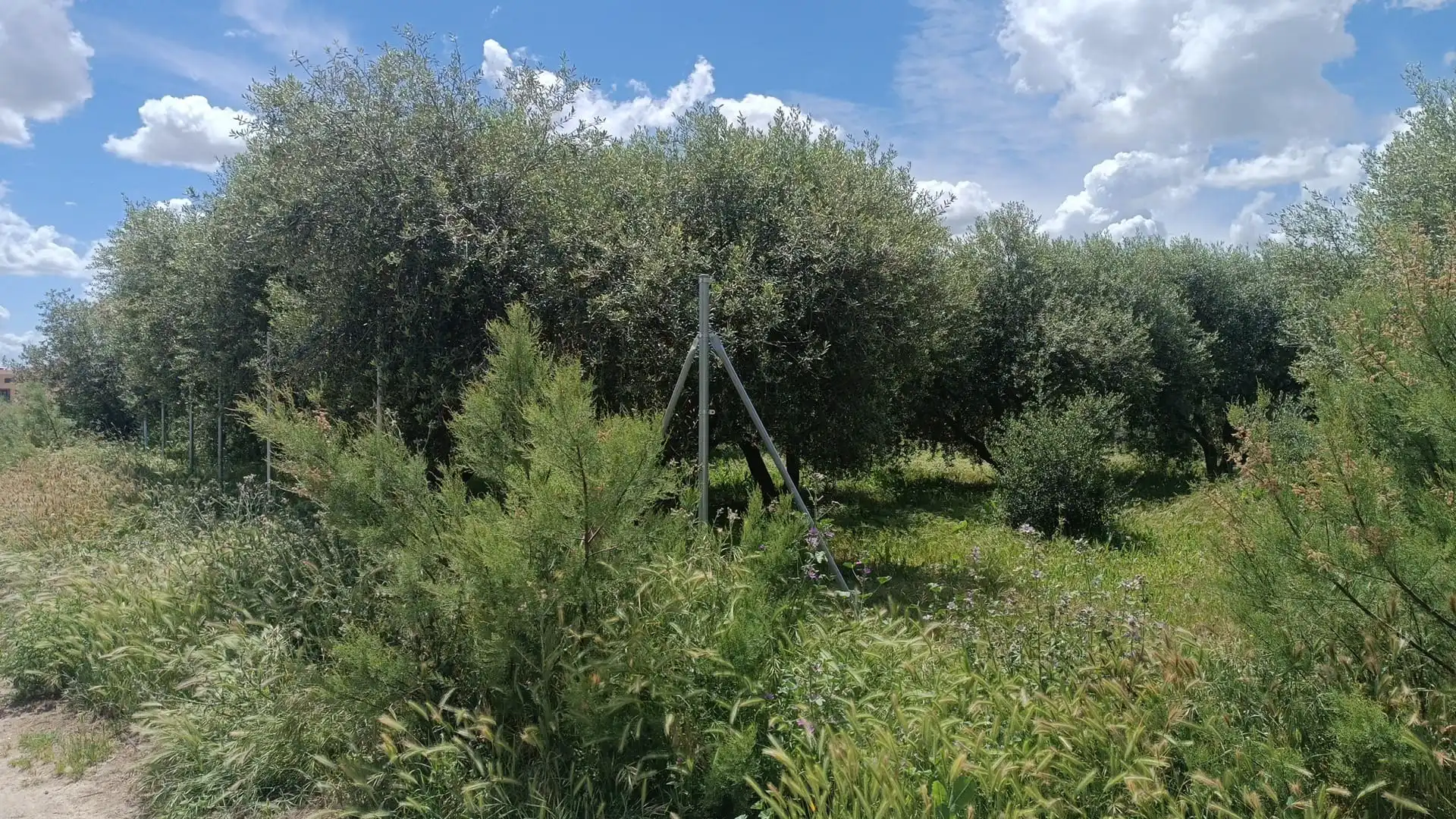 Terreni e lotti in vendita a Almunia de San Juan, imagen 2