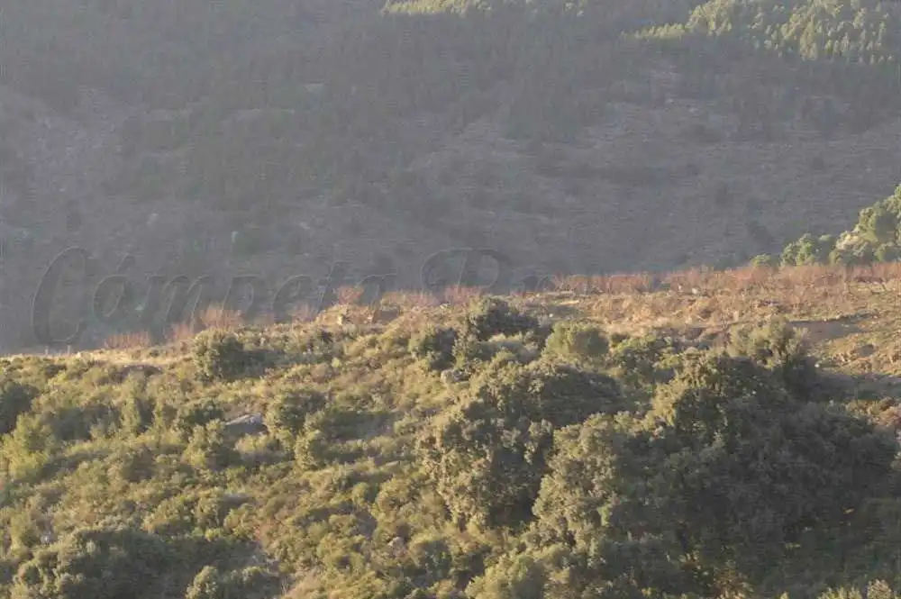 Terreny rústic en venda a Canillas de Albaida, imagen 2