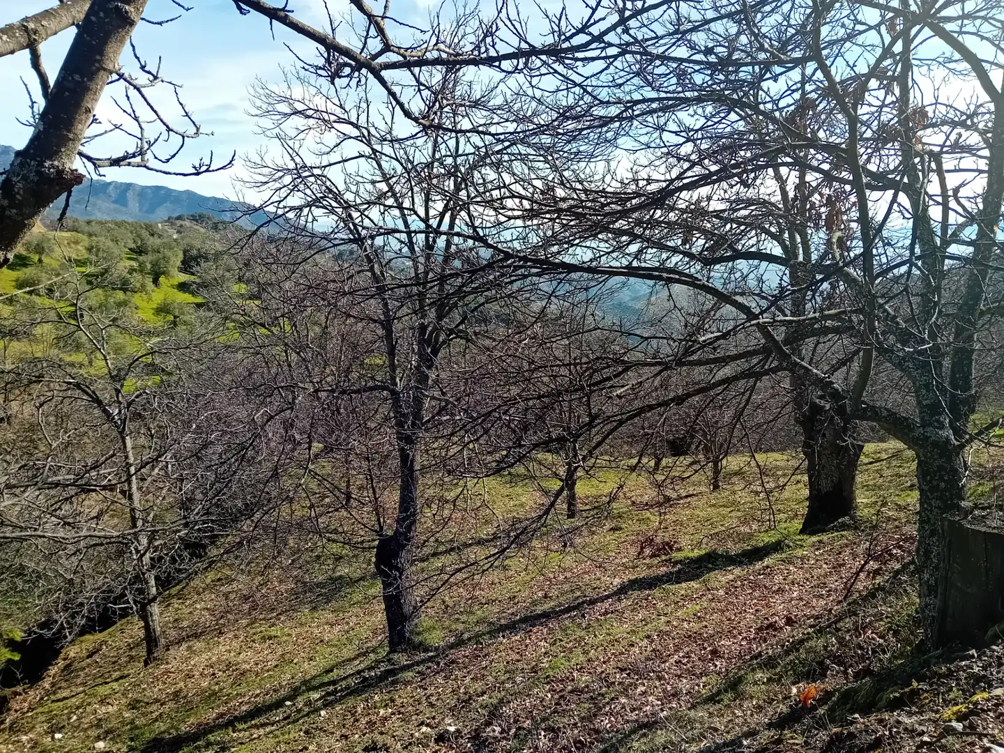 Land for sale in Yunquera