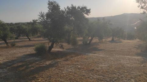 17 FANEGAS DE OLIVAR, immagine 2