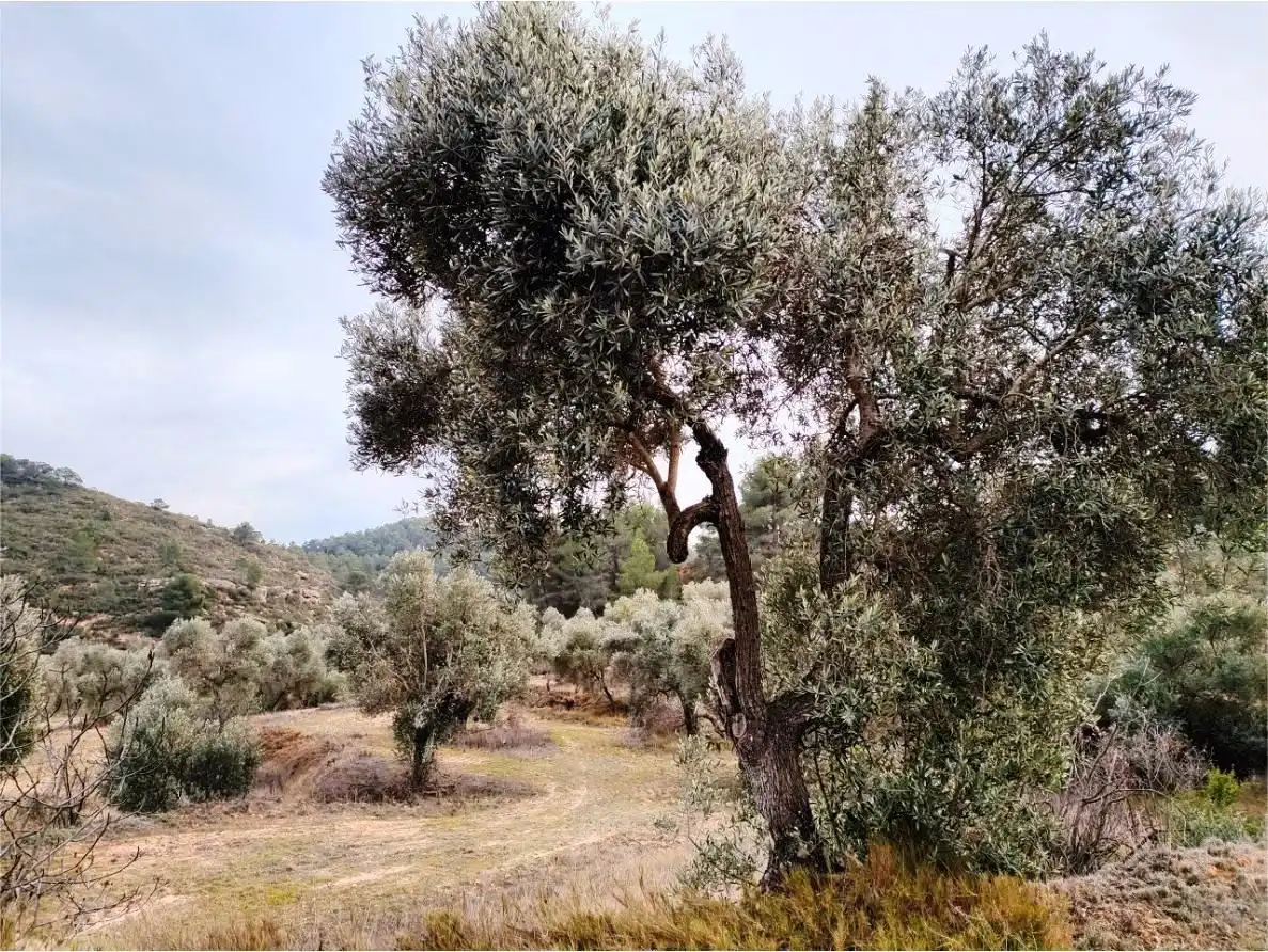 Terreni e lotti in vendita a Calaceite, imagen 3