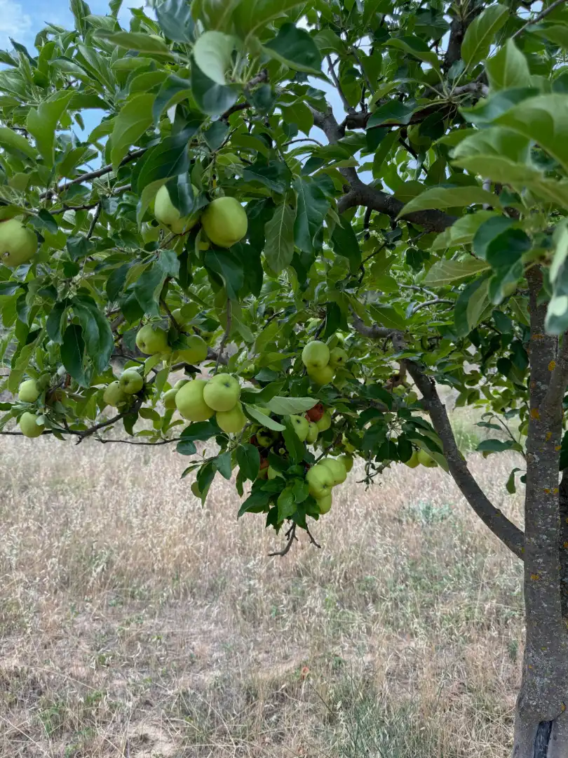 Terreni e lotti in vendita a Valderrobres, imagen 25