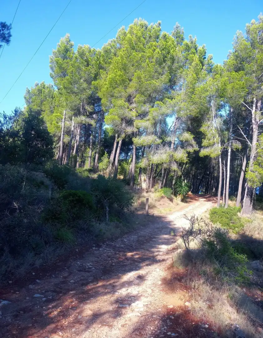 Land for sale in Estellencs