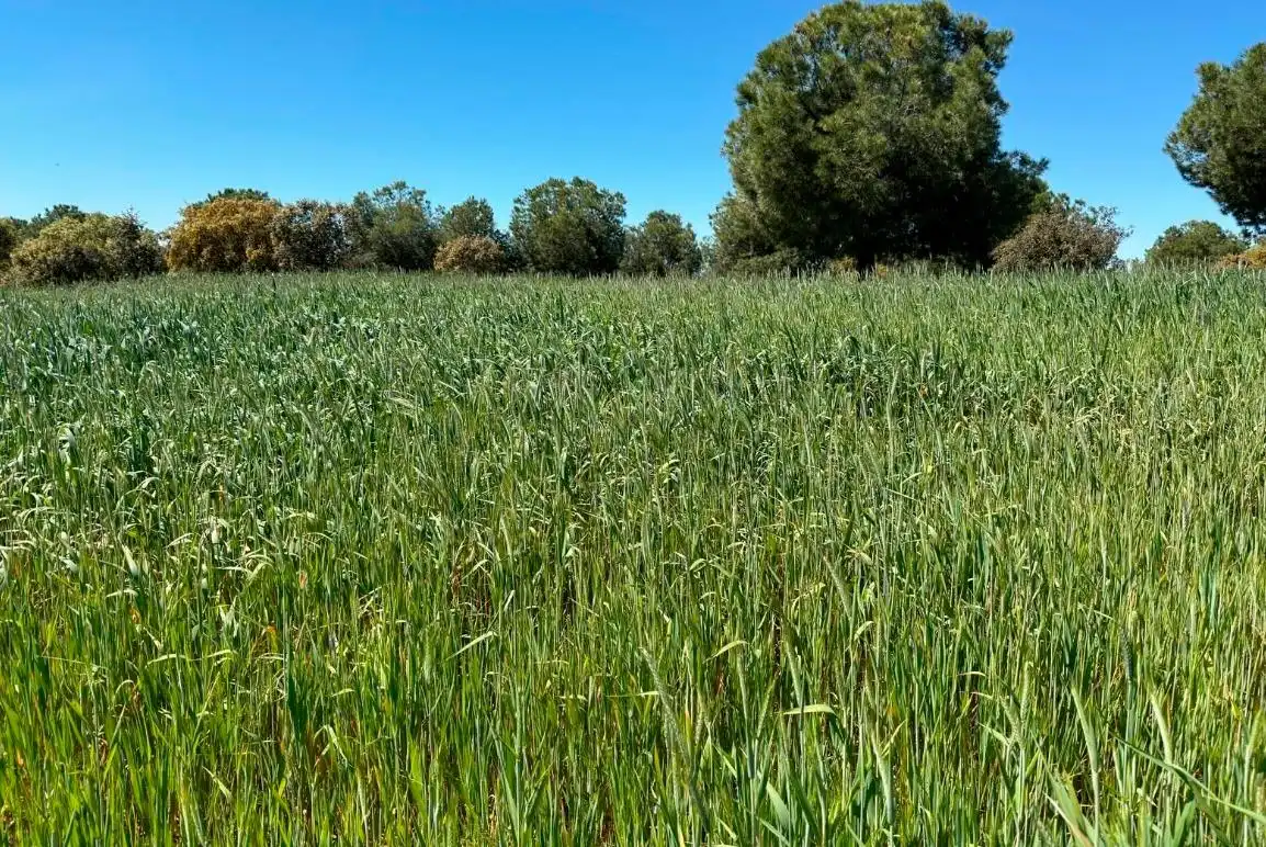 Terreni e lotti in vendita a San Roque - Ronda Norte, imagen 6