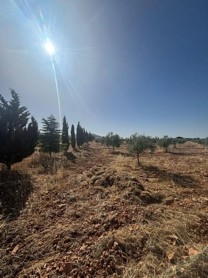 Rural land for sale in Valdepeñas, imagen 2