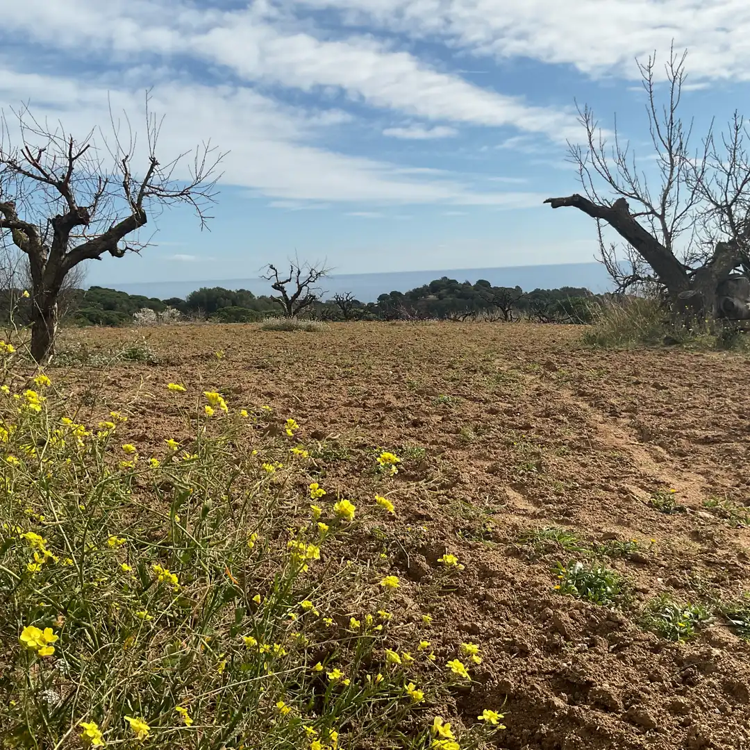 Terrain rustique à vendre à Arenys de Munt, imagen 2