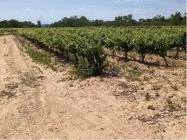 Terrain rustique à vendre à Requena, imagen 10