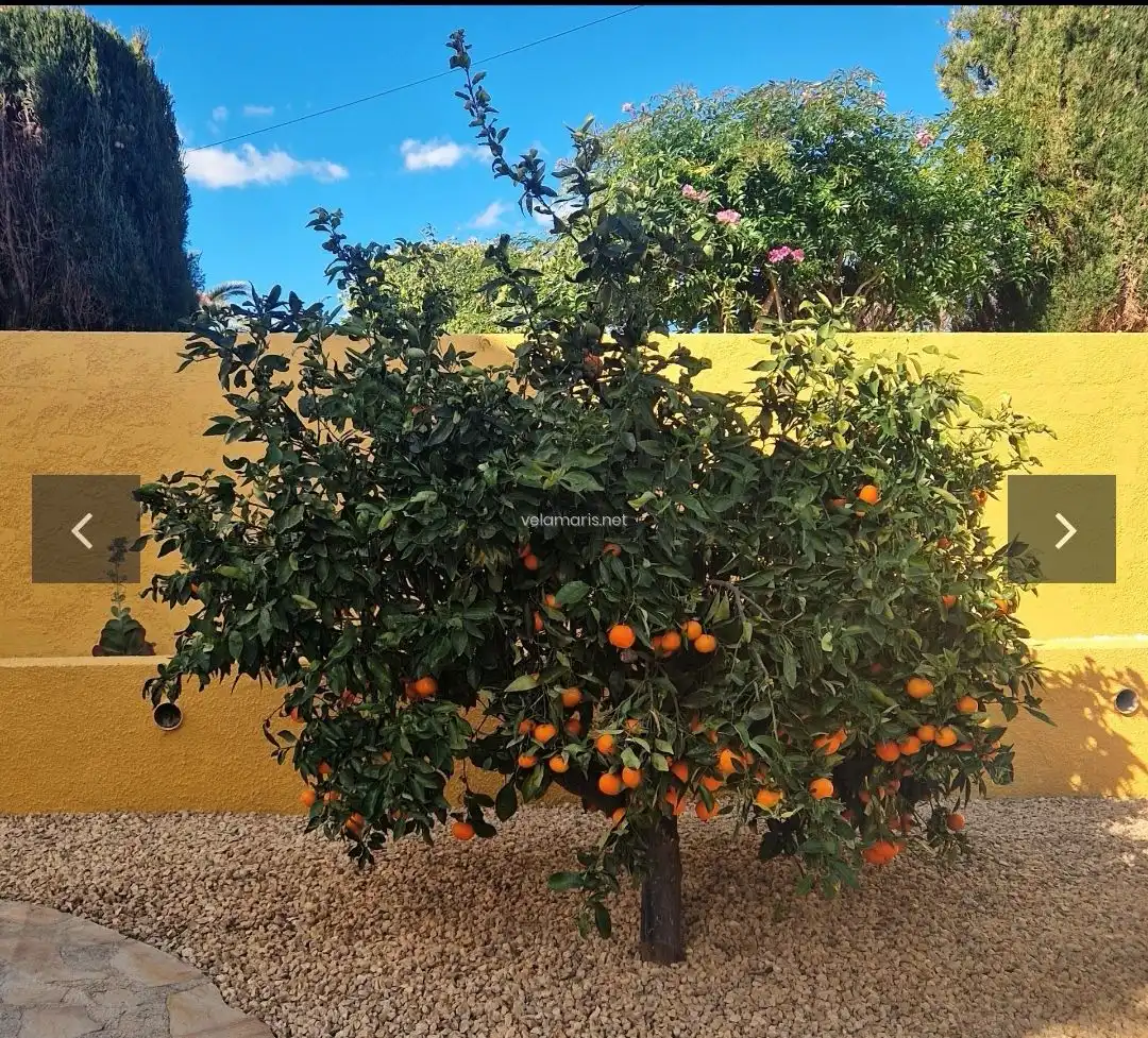 Villa avec terrasse à vendre à Cometa, imagen 32