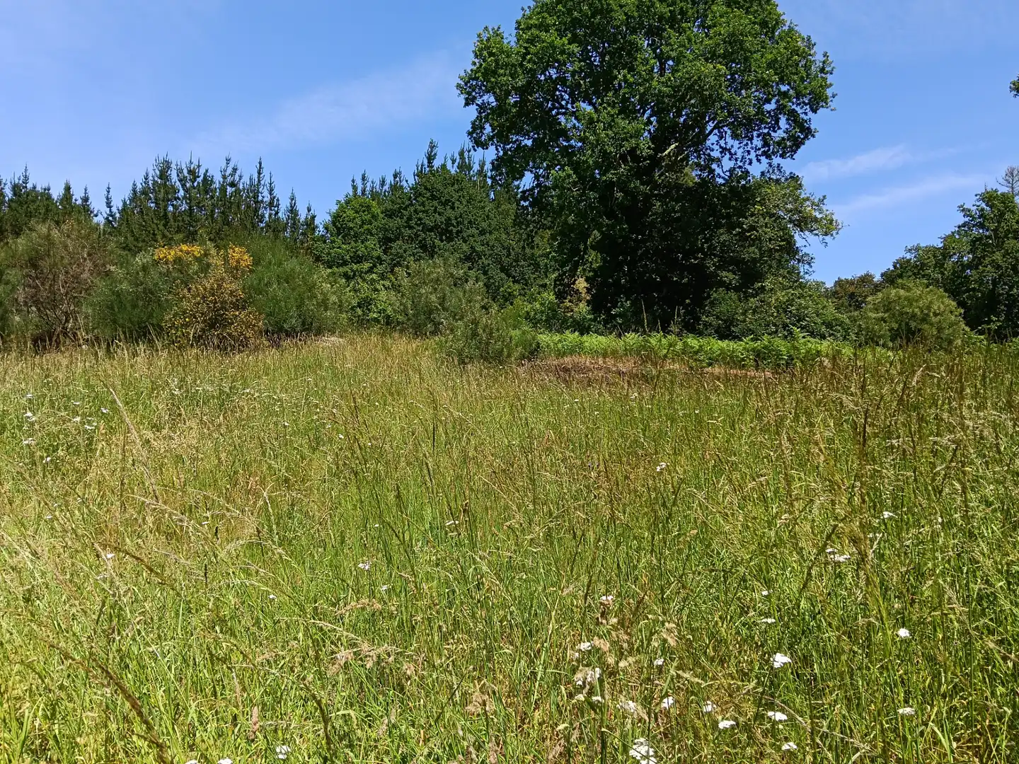 Adossat amb jardí en venda a Guitiriz, imagen 17