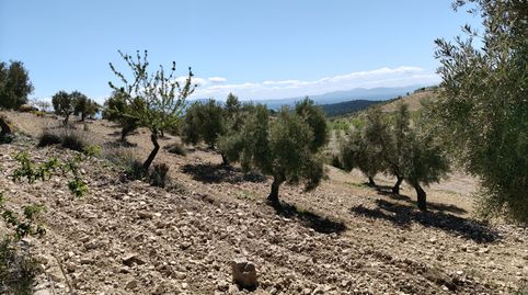 ALMEDROS EN LAS ALMONTARAS, imatge 5