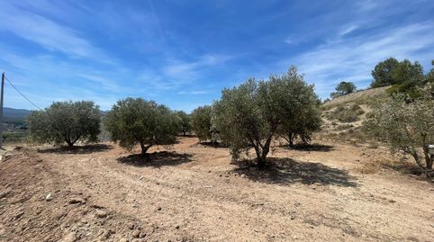 En Venta finca de oliveras con Caseta de Aperos en Cehegin (Murcia)., immagine 3