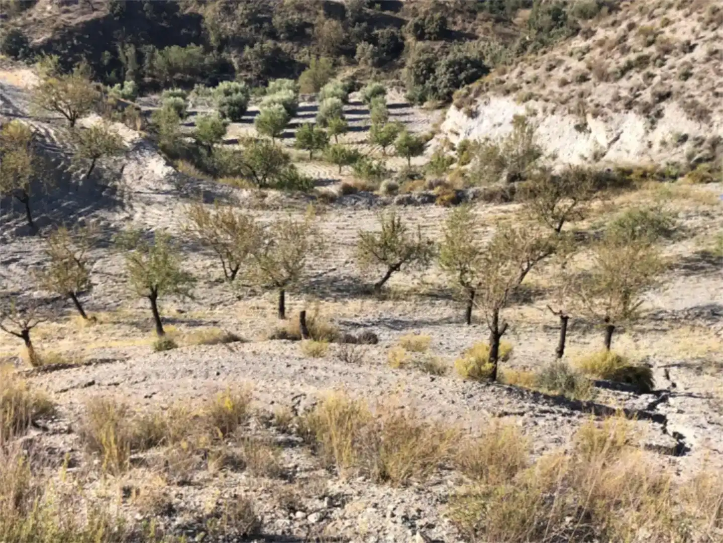 Land for sale in Lorca