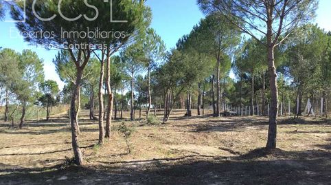 Foto 4 de Finca rústica en venda a Almonte ciudad, Almonte