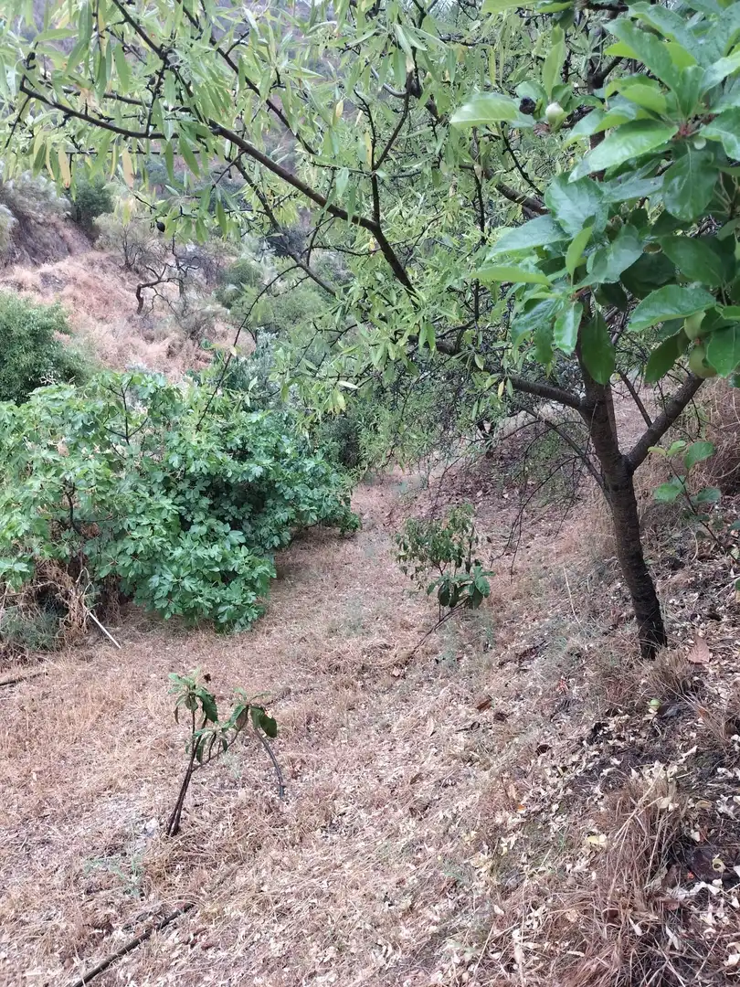 Finca rústica en venta en Málaga