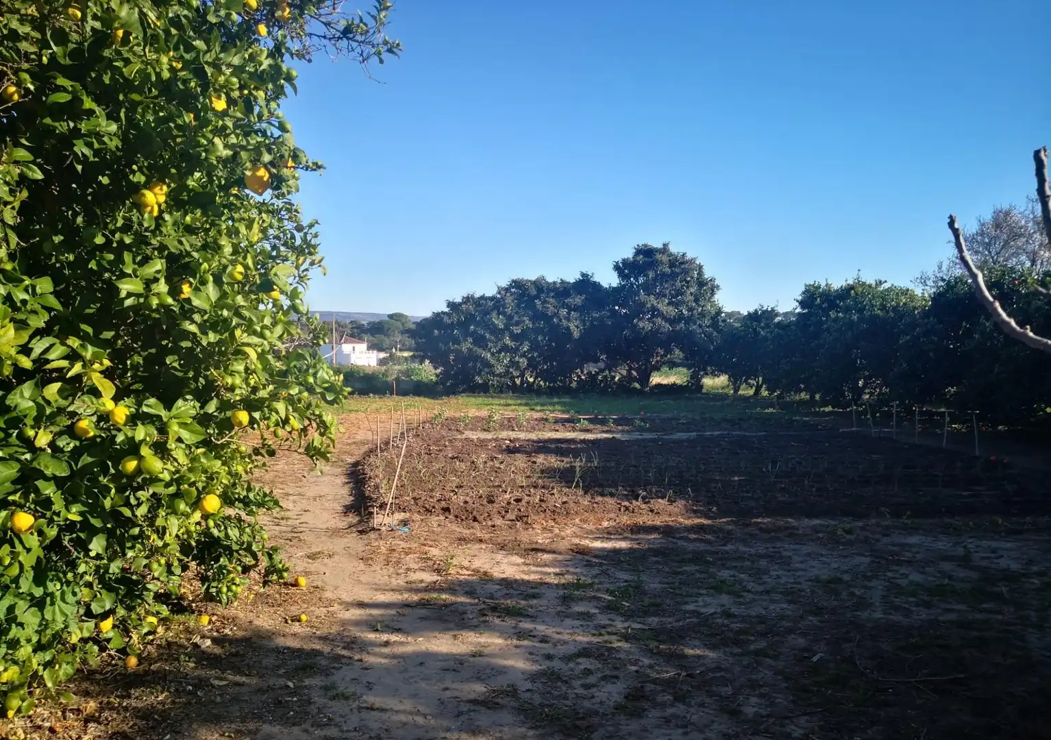 Terreno rustico in vendita a Barbate ciudad, imagen 5