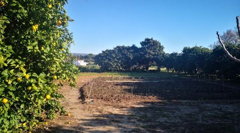 Parcela Rustica Segregada en la Rivera de la Oliva, imatge 5