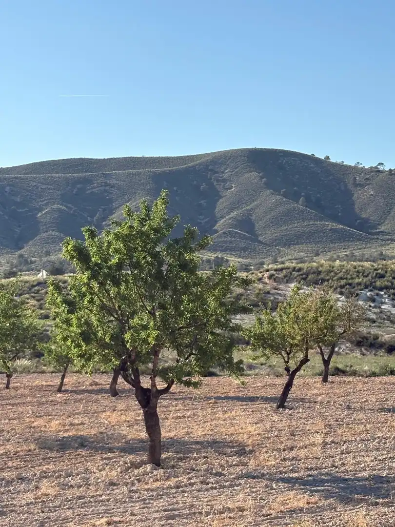 Country house for sale in Jumilla, imagen 46