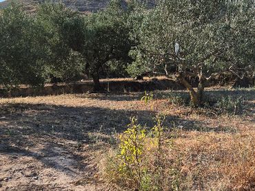 Terreno rustico in vendita a Lagunilla del Jubera