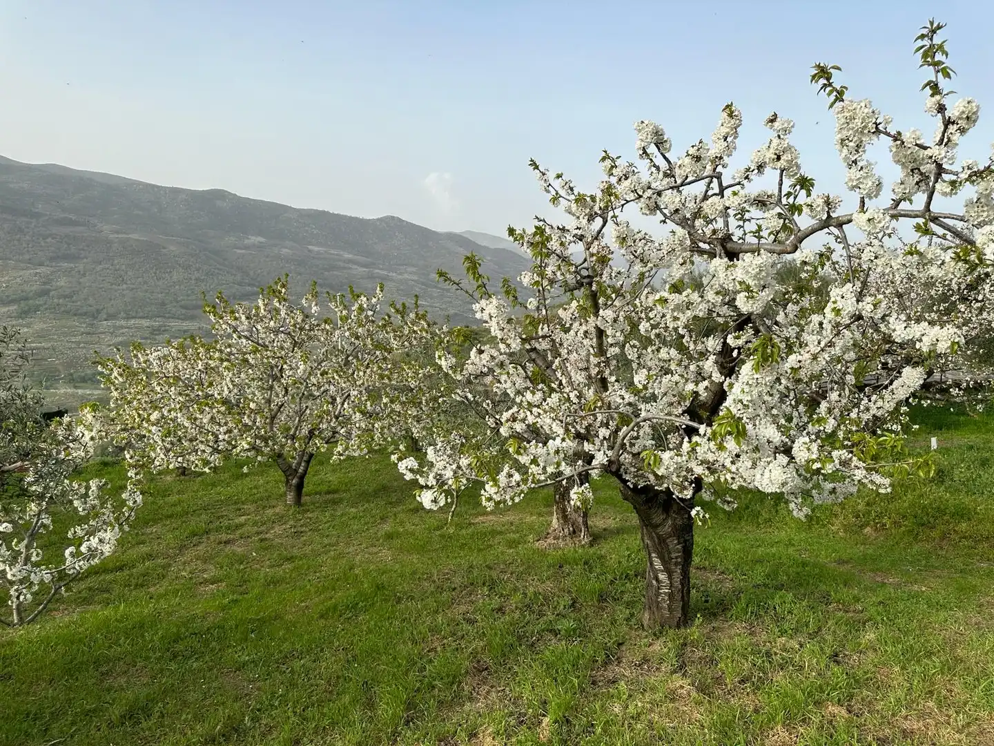 Garden of Residential for sale in Valdastillas