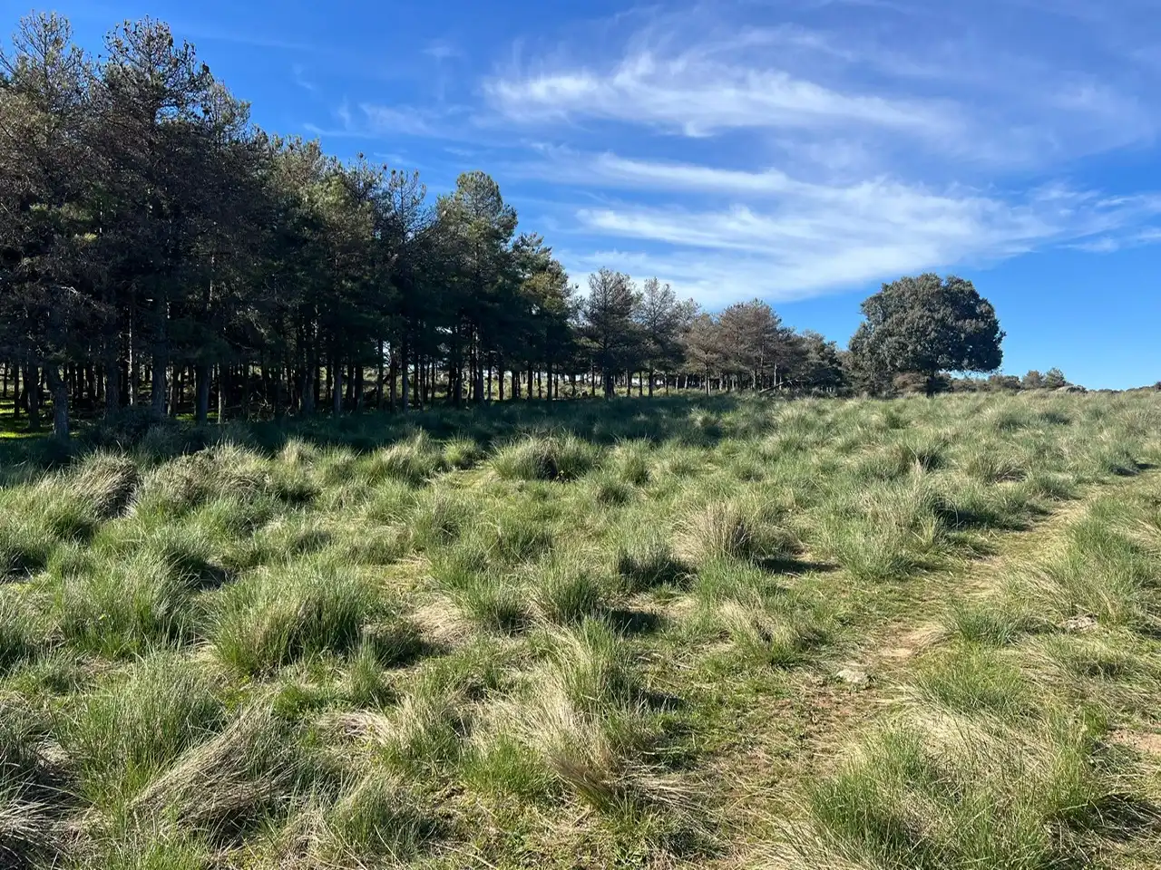 Terreni e lotti in vendita a Tornadizos de Ávila, imagen 16