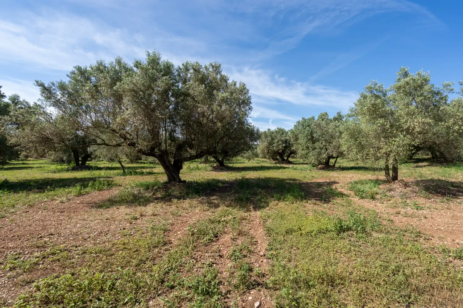 Terreno rustico in vendita a Camí de Terrapico 21, imagen 19