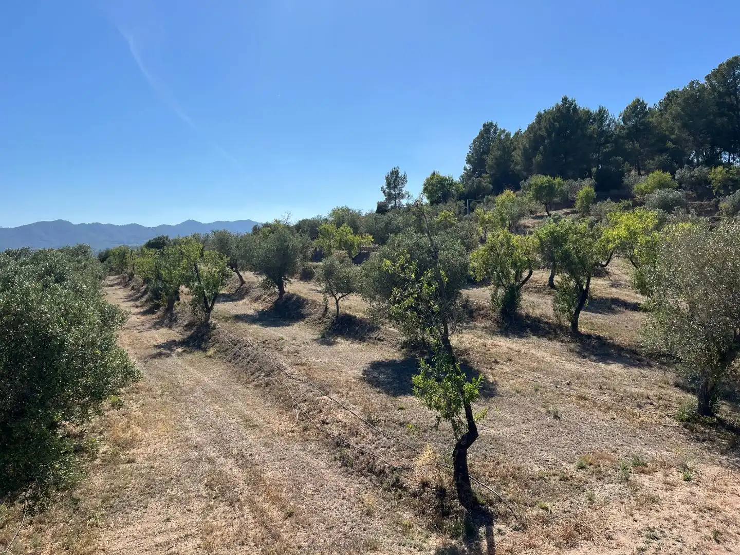 Rural land for sale in Carrer dels Jocs Olímpics 1