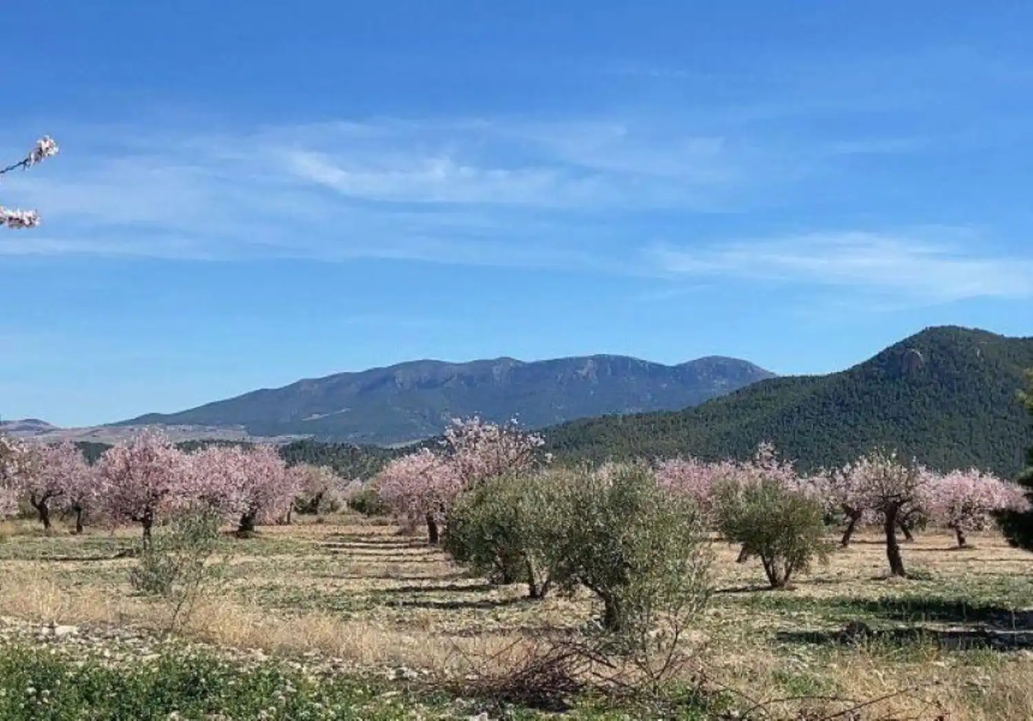 Finca rústica en venta en Vélez-Rubio con Calefacción, Jardín privado y Trastero