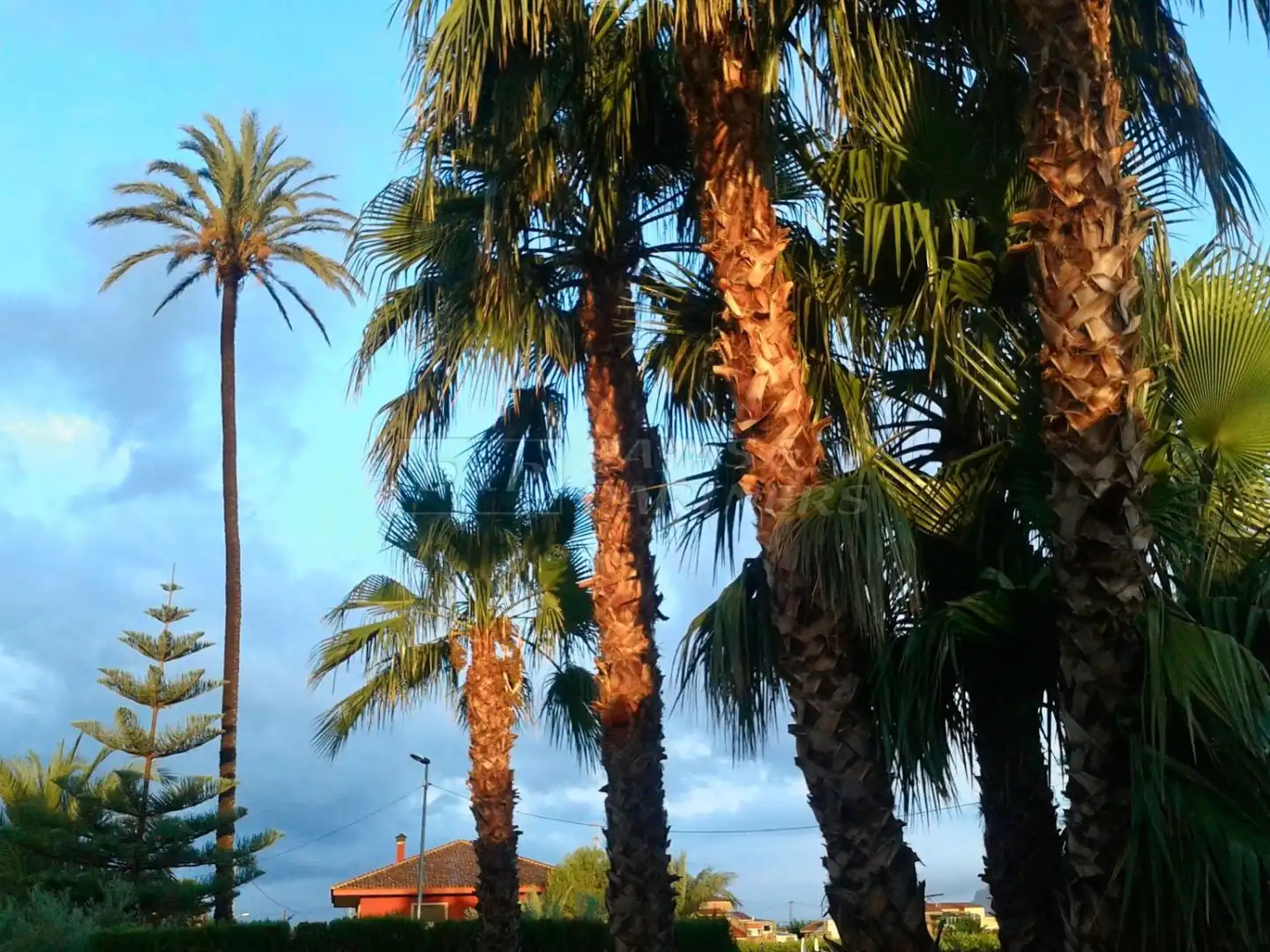 Vista exterior de Finca rústica en venta en Orihuela con Piscina