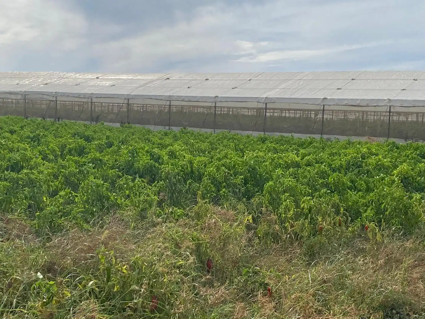 Terreno rustico in vendita a Barbate ciudad, imagen 3