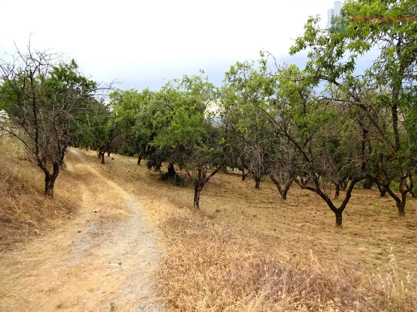 Finca rústica en venda en Pinos Genil