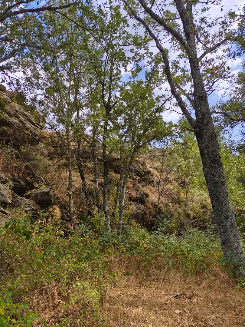 Terreno en venta en Piñuécar-Gandullas