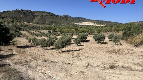 Puedes imaginarte en este bonito lugar? Rodeado de olivos  88 aprox con buenas vistas, en esta finca de secano con casi 11 marjale, immagine 5