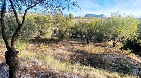 Un Paraíso Agrícola con Vistas de Ensueño Tu Oportunidad entre Olivos Centenarios, immagine 5
