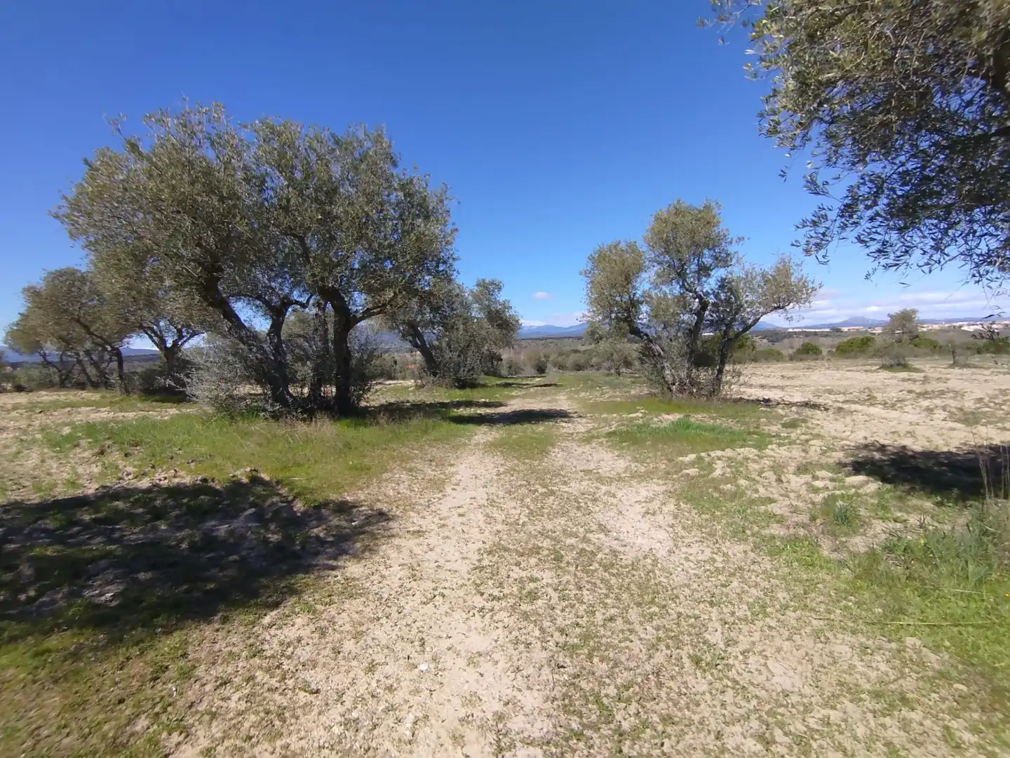 Land for sale in Escalona