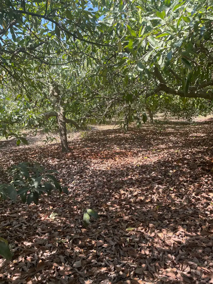 Terreni e lotti in vendita a Coín, imagen 19