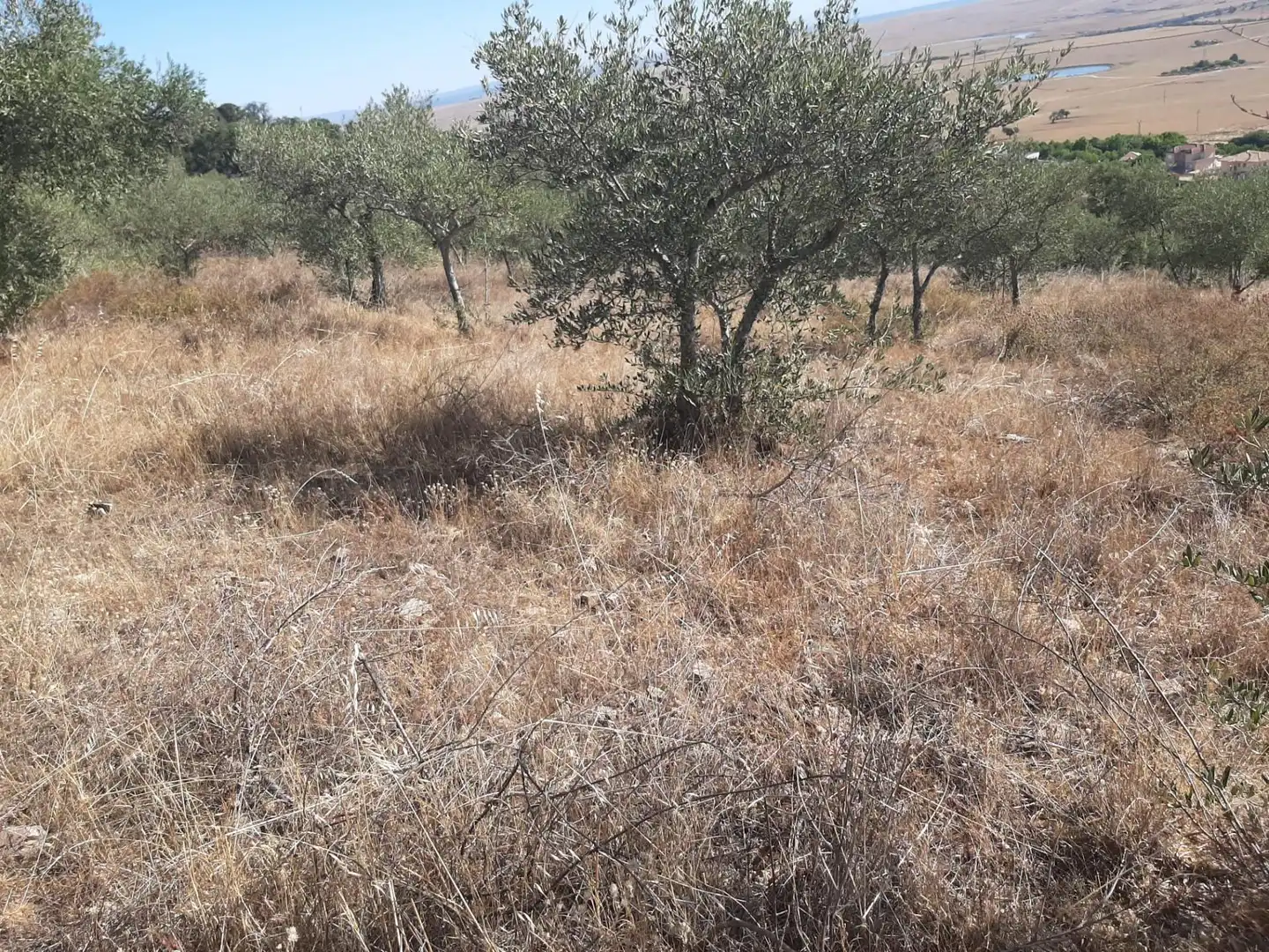 Terreni e lotti in vendita a Sierra de Fuentes, imagen 6