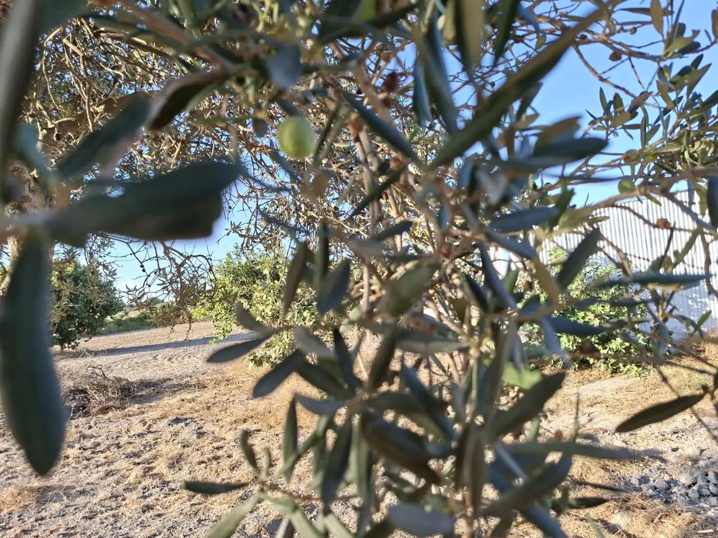 Jardí de Finca rústica en venda en Chiclana de la Frontera
