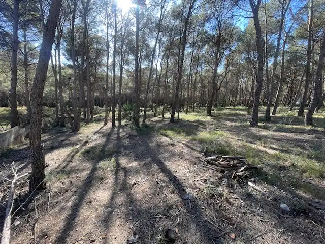 Rural land for sale in Sagunto ciudad, imagen 7