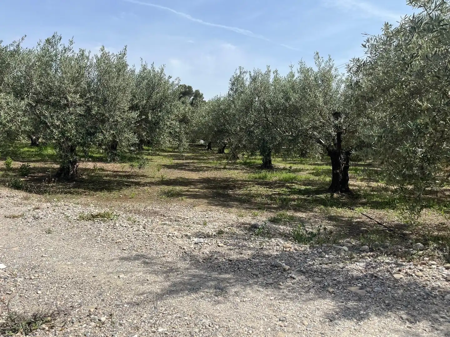Finca rústica en venta en Fines