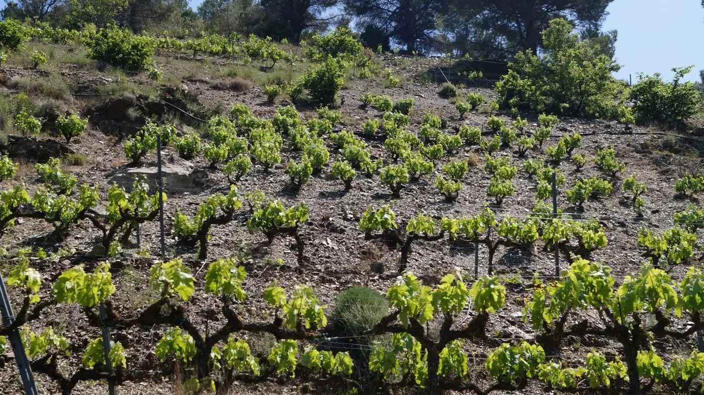 Garden of Land for sale in Gratallops