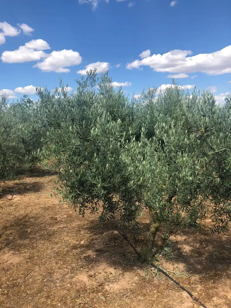 Rural land for sale in Lardero, imagen 3