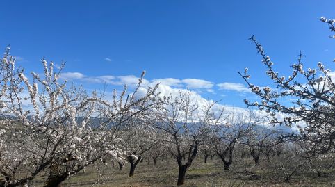 Finca de almendros en Padul, immagine 3