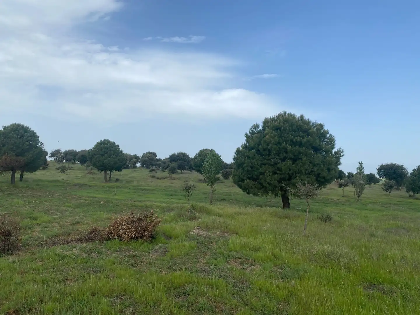 Land for sale in Oropesa