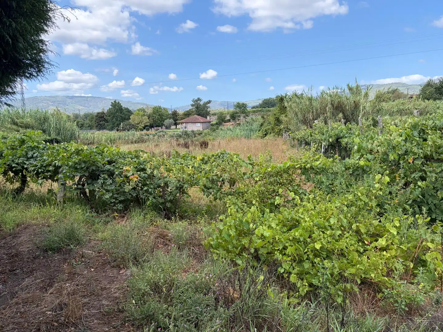 Terrain rustique à vendre à Lugar a Quintenla, imagen 3