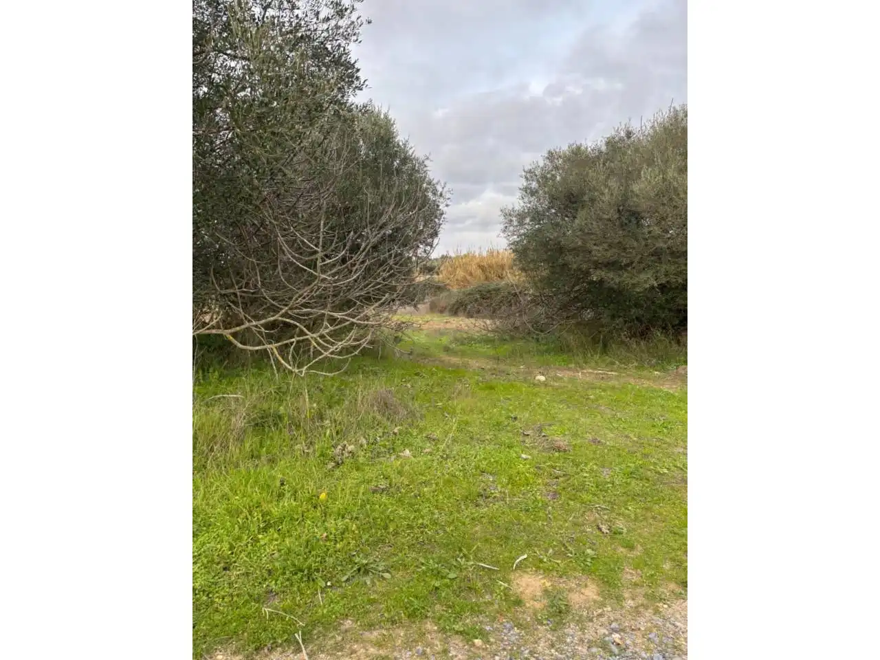 Terreny rústic en venda a San Bartolomé de la Torre