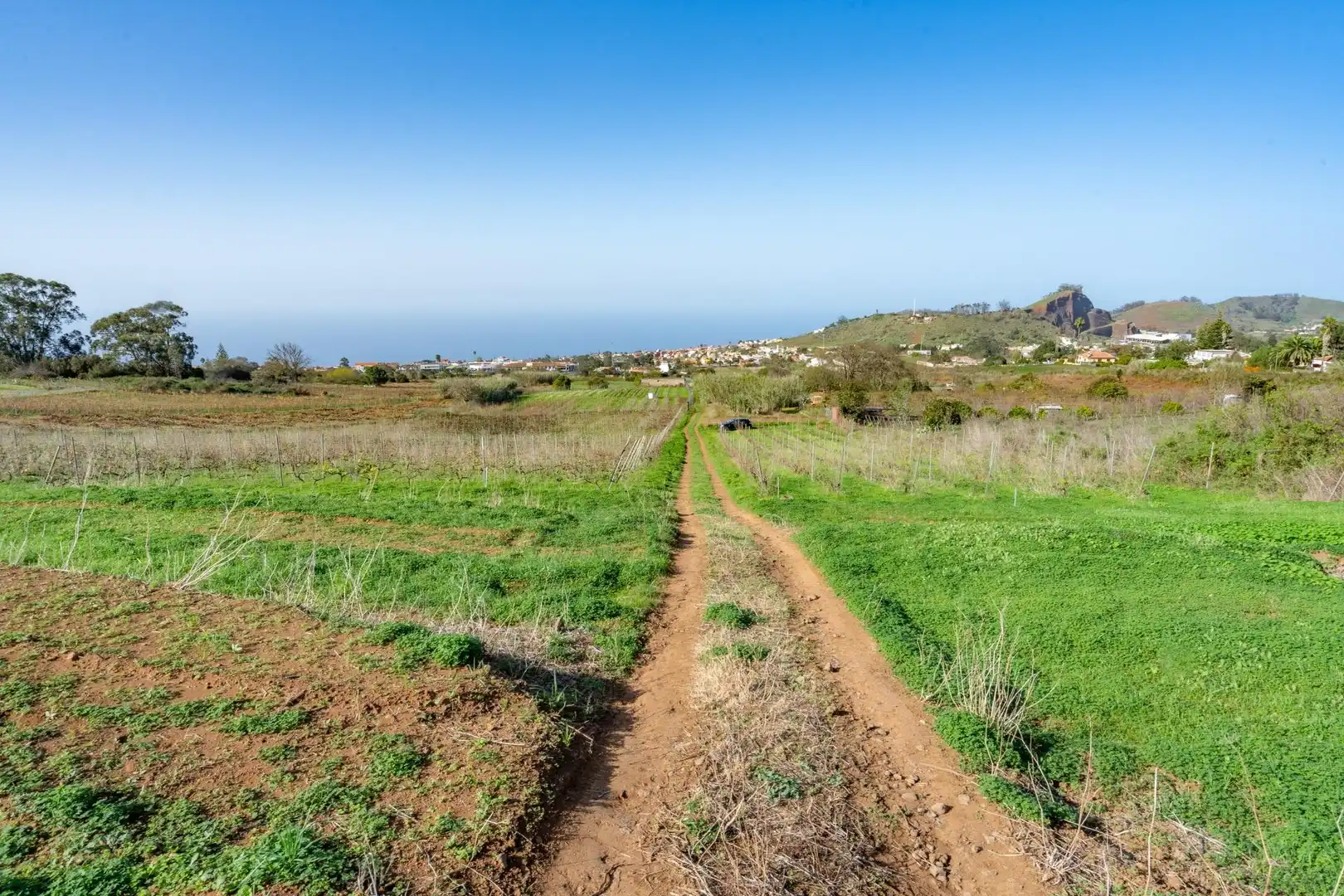 Land for sale in Tacoronte