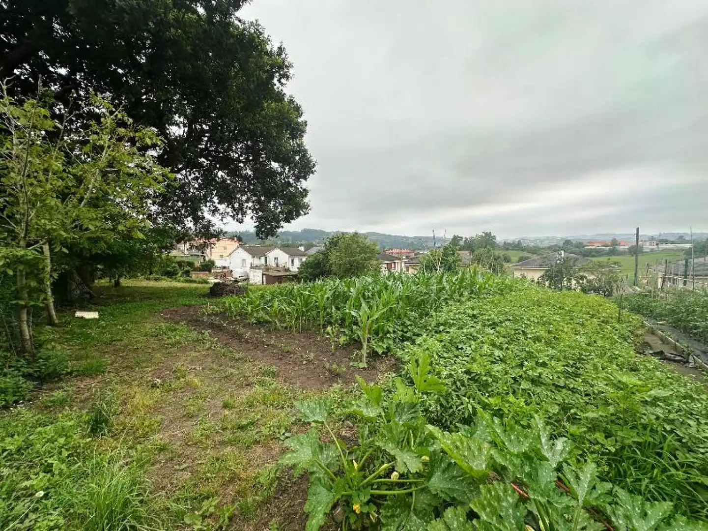 Land for sale in Reocín