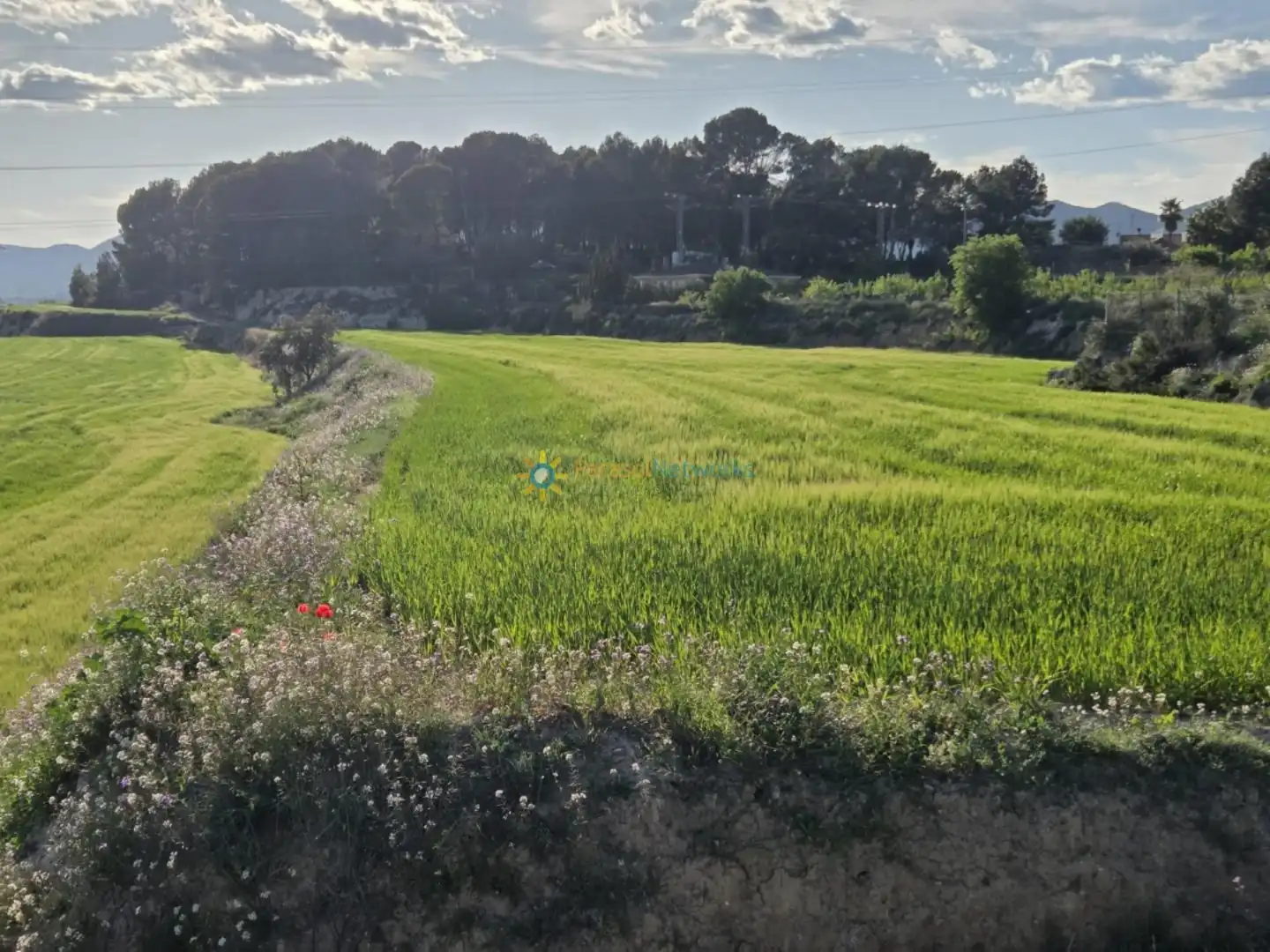 Terreno rustico in vendita a L'Olleria, imagen 10
