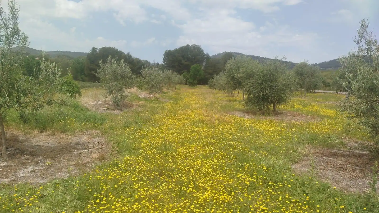 Terreno residencial en venta en L'Olleria, imagen 10